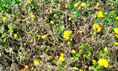 நோய் தாக்குதலால் செவ்வந்தி பூ உற்பத்தி பாதிப்பு