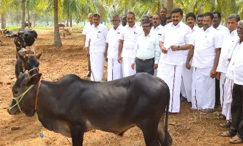 கால்நடை சுகாதாரம் - விழிப்புணர்வு முகாம்