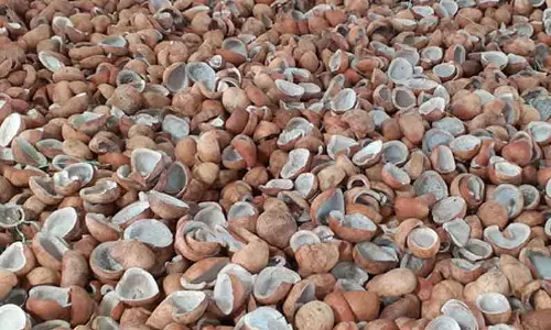 தேங்காய் கொப்பரை கொள்முதல் கால நீட்டிப்பு