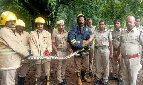 8 அடி நீளமுள்ள மலைப்பாம்பு பிடிபட்டது 8 அடி நீளமுள்ள மலைப்பாம்பு பிடிபட்டது