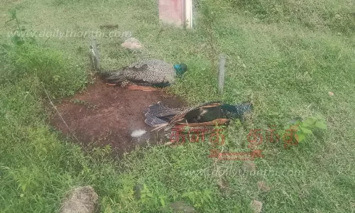 மின்சாரம் தாக்கி 2 மயில்கள் செத்தன மின்சாரம் தாக்கி 2 மயில்கள் செத்தன