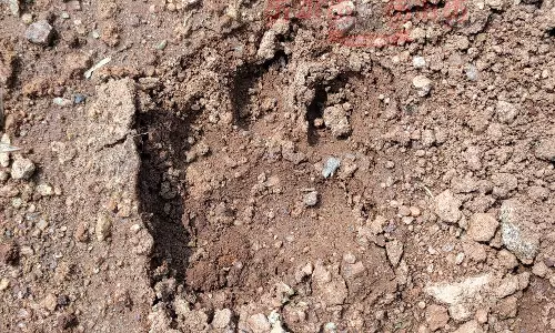 அறச்சலூர் அருகே தோட்டத்தில் புகுந்து   கன்றுக்குட்டியை இழுத்து சென்ற மர்ம விலங்கு