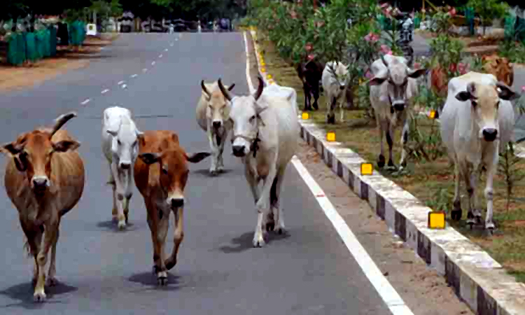 திருவல்லிக்கேணியில் சாலையில் சுற்றித்திரிந்த மாடு முட்டி முதியவர் படுகாயம்