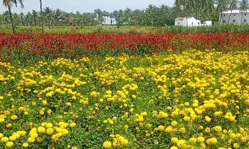 ஆயுதபூஜை விற்பனைக்காக செண்டுமல்லி, கோழிக்கொண்டை பூக்கள்