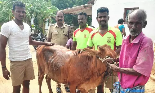 சாக்கடை கால்வாயில் தவறி விழுந்த பசுமாடு உயிருடன் மீட்பு