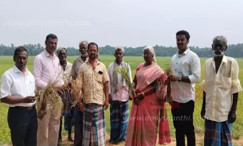 ஆழ்வார்குறிச்சி பகுதியில் நெல் வயலில் வேளாண் அதிகாரி ஆய்வு