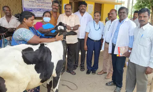 சிறப்பு கால்நடை முகாம் சிறப்பு கால்நடை முகாம்