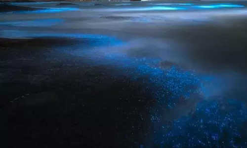 பரங்கிப்பேட்டை அருகே நள்ளிரவில் கடலில் நீலநிறத்தில் ஒளிர்ந்த அலைகள் பரங்கிப்பேட்டை அருகே நள்ளிரவில் கடலில் நீலநிறத்தில் ஒளிர்ந்த அலைகள்