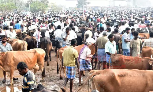 கருங்கல்பாளையம் சந்தையில்90 சதவீத மாடுகள் விற்பனை