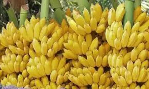 அந்தியூரில் ரூ.3¾ லட்சத்துக்கு வாழைத்தார் ஏலம்