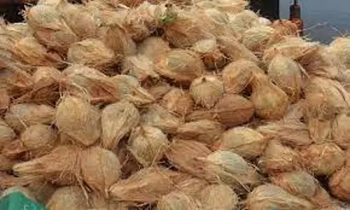 வெப்பிலி ஒழுங்குமுறை விற்பனைக்கூடத்தில் ரூ.11 ஆயிரத்துக்கு தேங்காய் ஏலம்