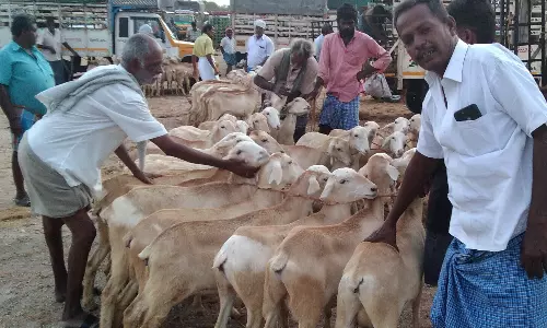 கன்னிவாடி சந்தையில் ஆடுகளின் விலை உயர்ந்தது.