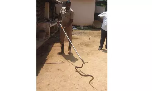 வீட்டிற்குள் புகுந்த 5 அடி நீள சாரை பாம்பு பிடிபட்டது