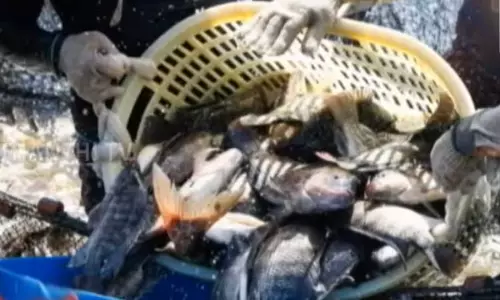 தமிழகத்தில் ஜிலேபி மீன்களை தாக்கும் புதிய வைரஸ் - கொத்து கொத்தாக இறக்கும் மீன்கள்