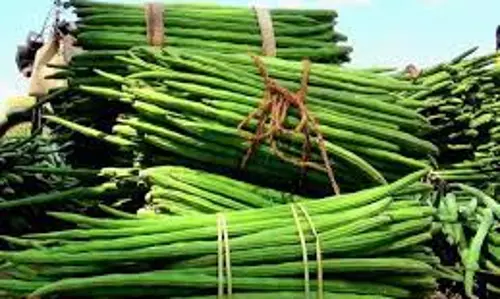 ஈரோடு மார்க்கெட்டில் முருங்கைக்காய், பீன்ஸ் விலை சதம் அடித்தது