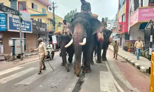 சிவமொக்கா தசராவையொட்டி யானைகளுக்கு பயிற்சி சிவமொக்கா தசராவையொட்டி யானைகளுக்கு பயிற்சி