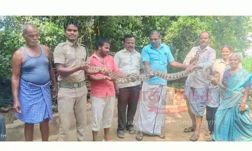 9 அடி நீளமுள்ள மலைப்பாம்பு பிடிபட்டது 9 அடி நீளமுள்ள மலைப்பாம்பு பிடிபட்டது