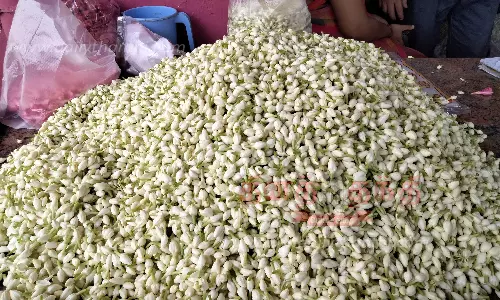 குண்டுமல்லி கிலோ ரூ.800-க்கு விற்பனை குண்டுமல்லி கிலோ ரூ.800-க்கு விற்பனை