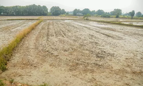 தண்ணீர் பற்றாக்குறையை சமாளிக்க நேரடி நெல் விதைப்புக்கு மாறும் விவசாயிகள்