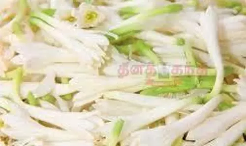 சத்தியமங்கலம் மார்க்கெட்டில் சம்பங்கி பூ கிலோ ரூ.240-க்கு விற்பனை ஆயுத பூஜையை முன்னிட்டு ஒரே நாளில் ரூ.80 உயர்வு சத்தியமங்கலம் மார்க்கெட்டில் சம்பங்கி பூ கிலோ ரூ.240-க்கு விற்பனை ஆயுத பூஜையை முன்னிட்டு ஒரே நாளில் ரூ.80 உயர்வு