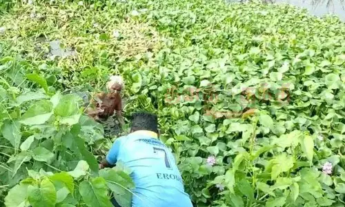 கோபி அருகே தடப்பள்ளி வாய்க்காலில் சேற்றில் சிக்கி விடிய, விடிய தவித்த மூதாட்டி கோபி அருகே தடப்பள்ளி வாய்க்காலில் சேற்றில் சிக்கி விடிய, விடிய தவித்த மூதாட்டி