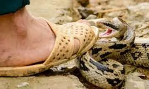 சித்தோடு அருகே பாம்பு கடித்து தொழிலாளி பலி சித்தோடு அருகே பாம்பு கடித்து தொழிலாளி பலி