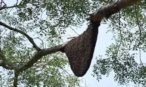 பெருந்துறை அருகே மலைத்தேனீக்கள் கொட்டி மூதாட்டி பலி பெருந்துறை அருகே மலைத்தேனீக்கள் கொட்டி மூதாட்டி பலி