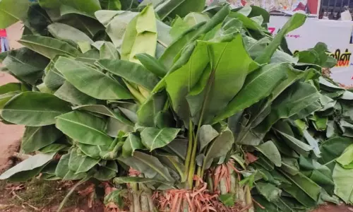 உடுமலை பகுதியில் பூக்களின் விலை கிடு கிடு உயர்வு உடுமலை பகுதியில் பூக்களின் விலை கிடு கிடு உயர்வு