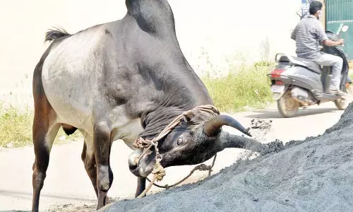 ரூ.24 லட்சத்திற்கு மாடுகள் விற்பனை