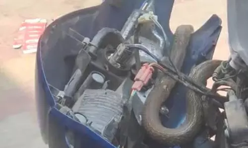 கடைவீதிக்குள் புகுந்த பாம்பு