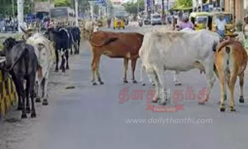 போக்குவரத்துக்கு இடையூறாக சாலையில் திரியும் மாடுகள்