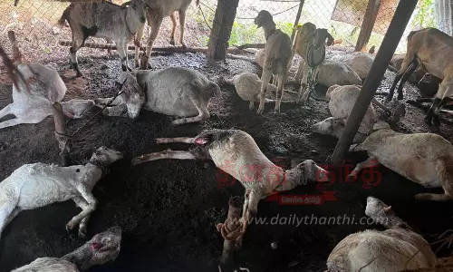 மர்மவிலங்கு கடித்து 20 ஆடுகள் செத்தன