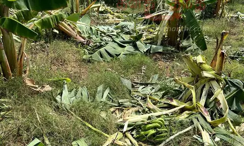 தாளவாடி அருகே   தோட்டத்தில் புகுந்து 3 காட்டு யானைகள் அட்டகாசம்  200 வாழைகள் நாசம்