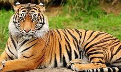 தாளவாடி அருகே கன்றுக்குட்டியை புலி கடித்து குதறியது  கூண்டு வைத்து பிடிக்க விவசாயிகள் கோரிக்கை  பொதுமக்கள் எதிர்பார்ப்பு