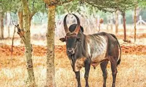 அந்தியூர் கால்நடை சந்தையில் காங்கேயம் காளை மாடு   ஜோடி ரூ.2 லட்சத்துக்கு விற்பனை