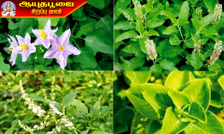 மூலிகை தாவர வளர்ப்பில் வளமான வாய்ப்பு