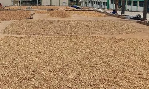 சேவூர் நிலக்கடலைக்கு புவிசார் குறியீடு கிடைக்குமா? சேவூர் நிலக்கடலைக்கு புவிசார் குறியீடு கிடைக்குமா?