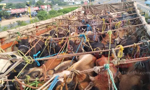 லாரிகளில் அளவுக்கு அதிகமாக மாடுகளை ஏற்றி சென்ற 4 டிரைவர்கள் மீது வழக்கு லாரிகளில் அளவுக்கு அதிகமாக மாடுகளை ஏற்றி சென்ற 4 டிரைவர்கள் மீது வழக்கு