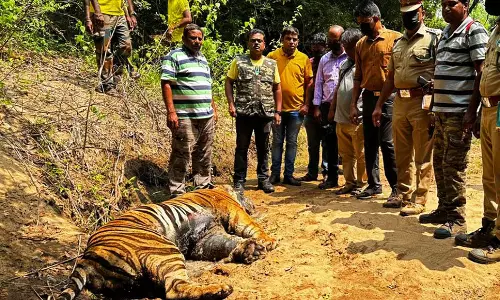 முட்கள் குத்தியதால் உடலில் காயம்ஏற்பட்டு புலி செத்தது. முட்கள் குத்தியதால் உடலில் காயம்ஏற்பட்டு புலி செத்தது.