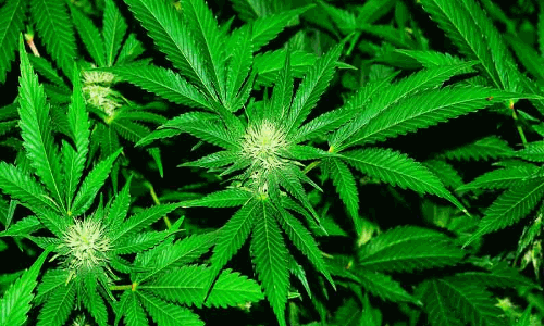 கஞ்சா வைத்திருந்த 2 பேர் கைது