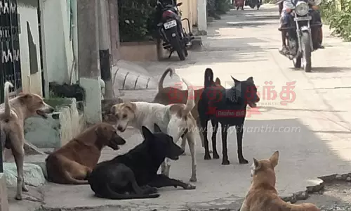 சாலையில் சுற்றித்திரியும் தெருநாய்களால் பொதுமக்கள் அச்சம் சாலையில் சுற்றித்திரியும் தெருநாய்களால் பொதுமக்கள் அச்சம்