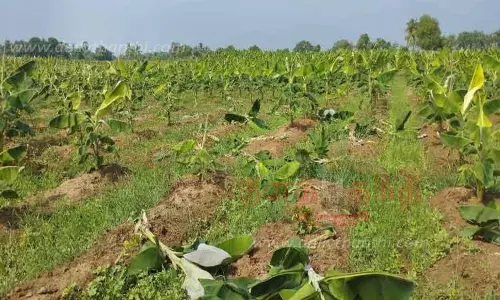 களக்காடு அருகே காட்டுப்பன்றிகள் அட்டகாசம்