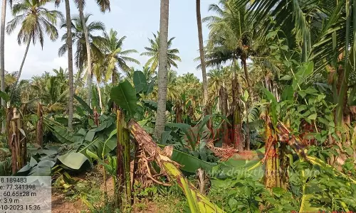 100 வாழைகள் வெட்டி சாய்ப்பு 100 வாழைகள் வெட்டி சாய்ப்பு