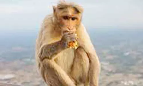 சுற்றித்திரியும் குரங்குகள்