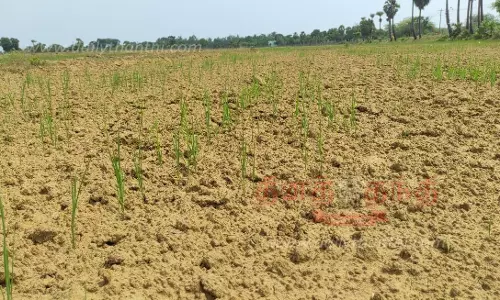தண்ணீரின்றி கருகும் சம்பா நேரடி விதைப்பு நெற்பயிர்கள்