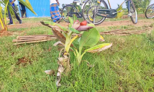 1 அடி உயரமுள்ள வாழைக்கன்று குலை தள்ளிய அதிசயம் 1 அடி உயரமுள்ள வாழைக்கன்று குலை தள்ளிய அதிசயம்