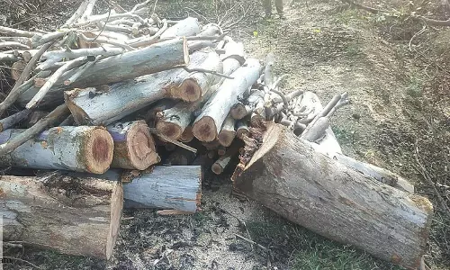 தைலமரத்தை வெட்டி கடத்த முயன்ற கவுன்சிலரின் கணவருக்கு வலைவீச்சு தைலமரத்தை வெட்டி கடத்த முயன்ற கவுன்சிலரின் கணவருக்கு வலைவீச்சு