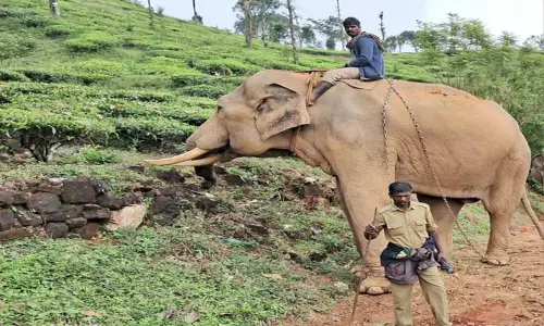 2 காட்டு யானைகளை வனப்பகுதிக்குள் விரட்ட கும்கிகள் வரவழைப்பு