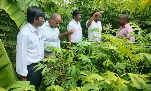 சிறுபாக்கம் பகுதியில் பூச்சி தாக்குதலால் பாதிக்கப்பட்ட மரவள்ளி பயிரை வேளாண் விஞ்ஞானிகள் ஆய்வு