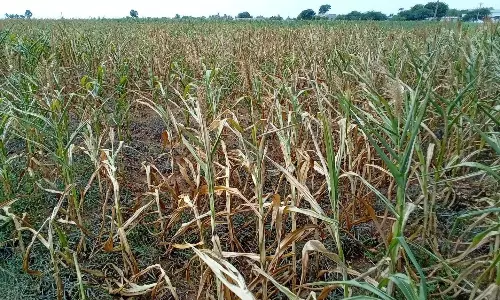 தியாகதுருகம், சின்னசேலம் பகுதியில் தண்ணீர் இன்றி கருகி வரும் பயிர்கள்; விவசாயிகள் கண்ணீர் தியாகதுருகம், சின்னசேலம் பகுதியில் தண்ணீர் இன்றி கருகி வரும் பயிர்கள்; விவசாயிகள் கண்ணீர்